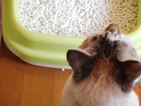 ペットのニオイ