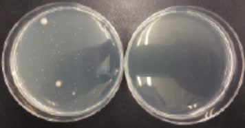 3)緑膿菌(左:非稼働 / 右:稼働)