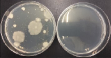 4)枯草菌(左:非稼働 / 右:稼働)